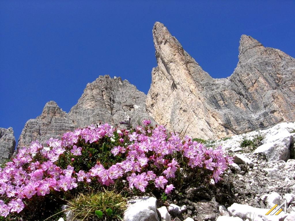 Trekking w Dolomitach, rododendron alpejski